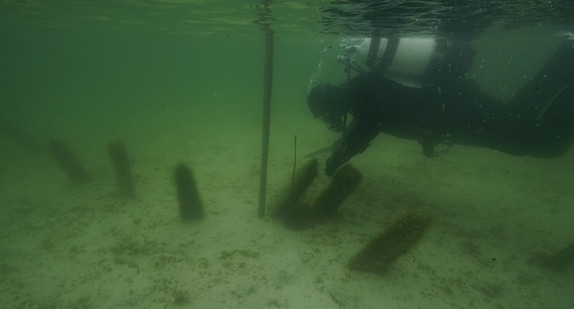 Ein Taucher untersucht eine der Pfahlreihen in der Flachwasserzone um die Insel Reichenau. 