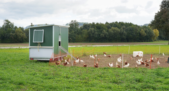 Mobiler Hühnerstall in der Freilandhaltung